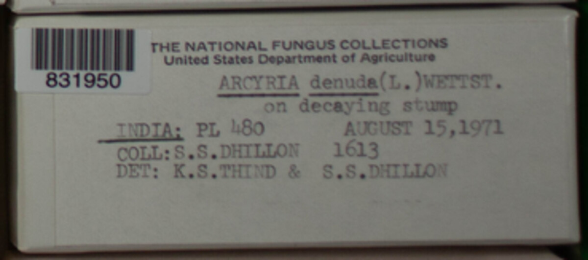 Arcyria denudata image